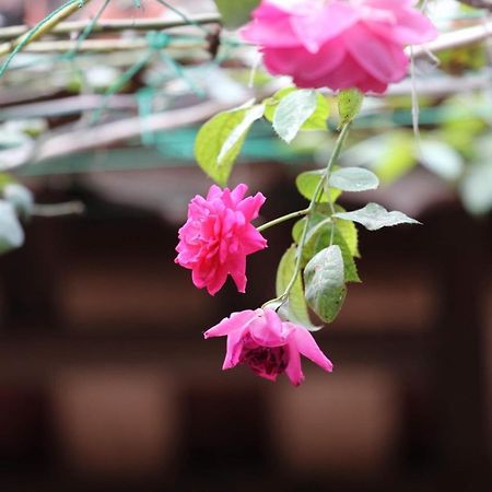 Chicken'S House- Duong Lam Homestay ハノイ市 エクステリア 写真