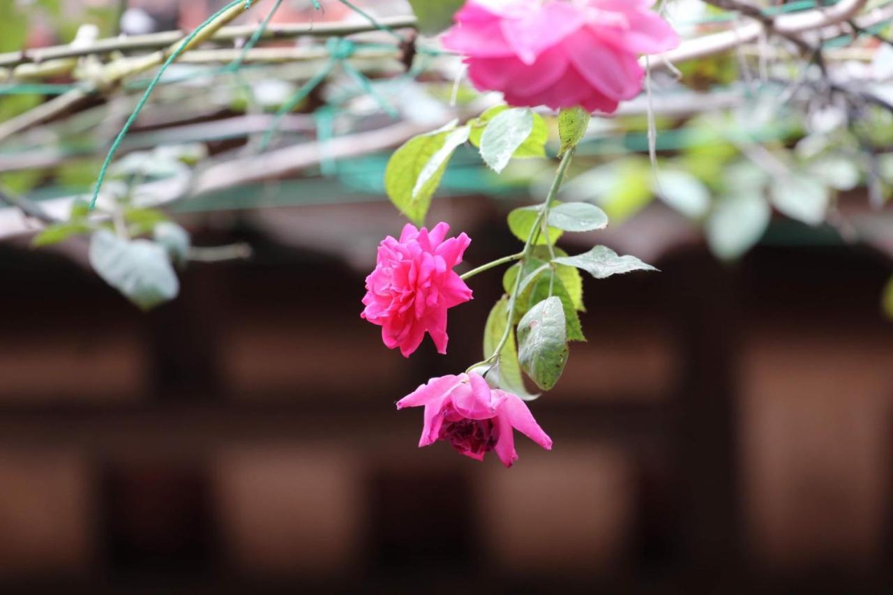 Chicken'S House- Duong Lam Homestay ハノイ市 エクステリア 写真